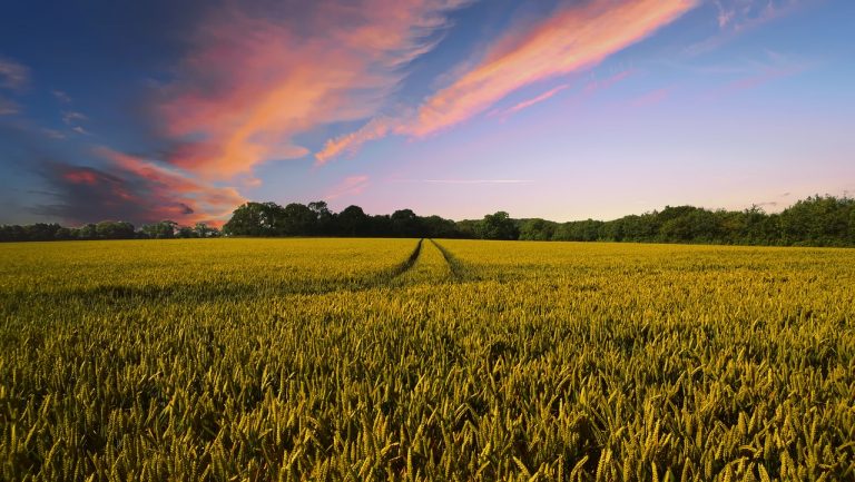 Zwalczanie chwastów w uprawach zbóż: Skuteczne metody i strategie